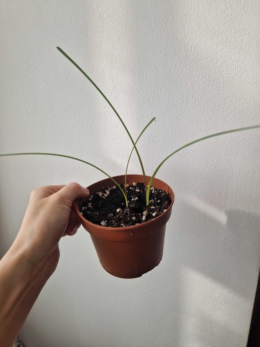 Зефирантес розовый луковичный