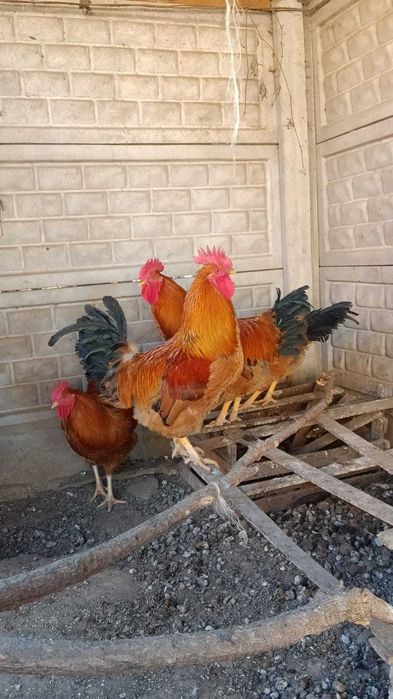 Продаётся кучинские петухи
