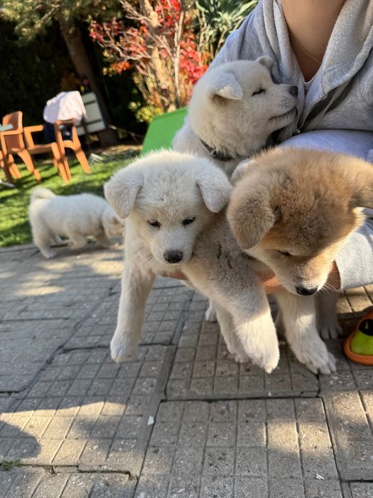 Акита ину кученца