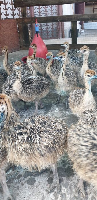 Pui de struti din ferma . FERMA DE STRUTI  ARGES