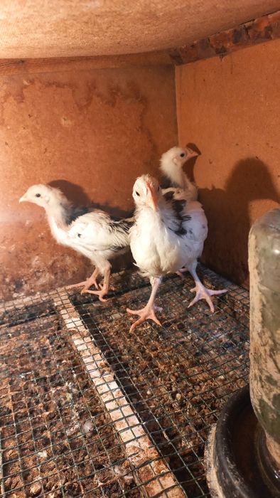 Leggorin(Italia) tuhum va jo'jalari sotiladi