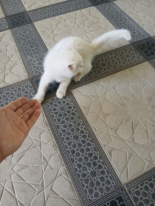 Aqilli mushuk va juda chiroyli