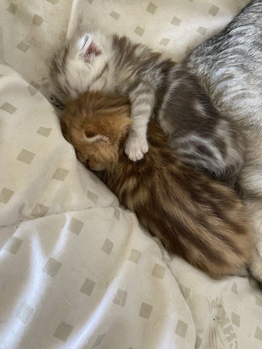 Котенок скоттиш-страйт