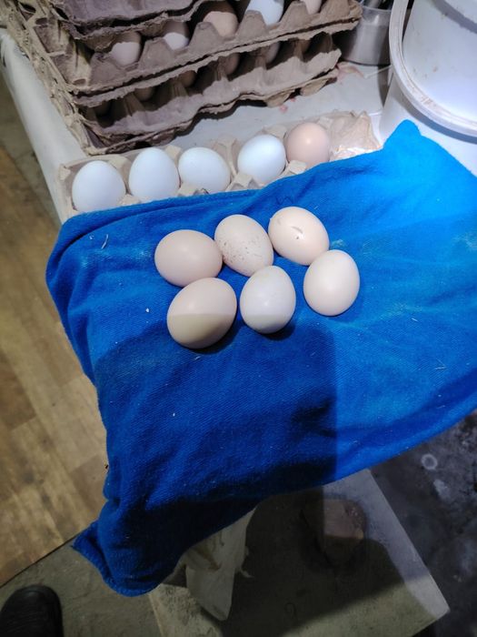 Продаются домашние яйца