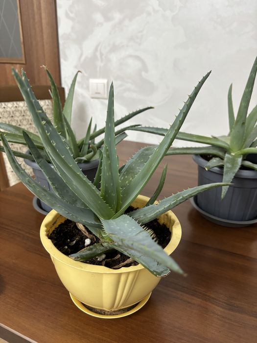 Алоэ вера и алоэ столетник