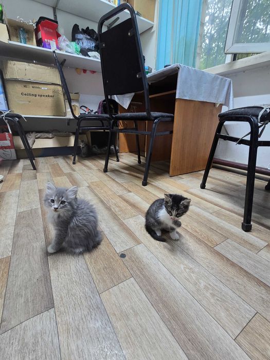 Котята в добрые руки!