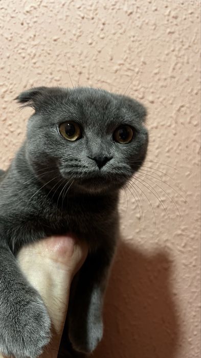 Мушик сотилади зоттор 5+ ойлик