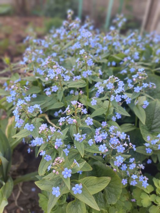 Продам саженцы цветов Незабудки