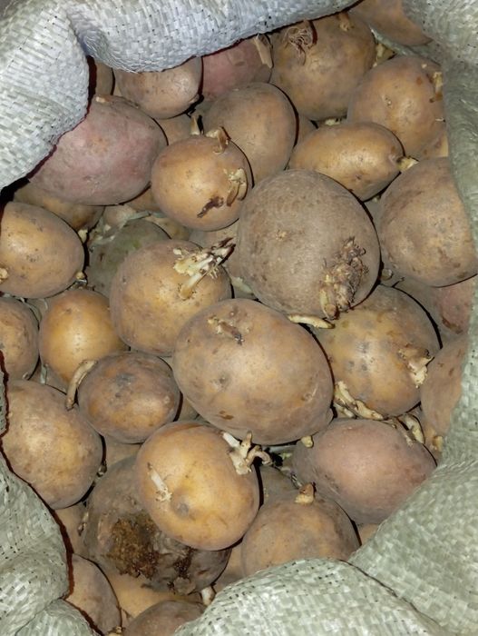 Продам семенной картофель