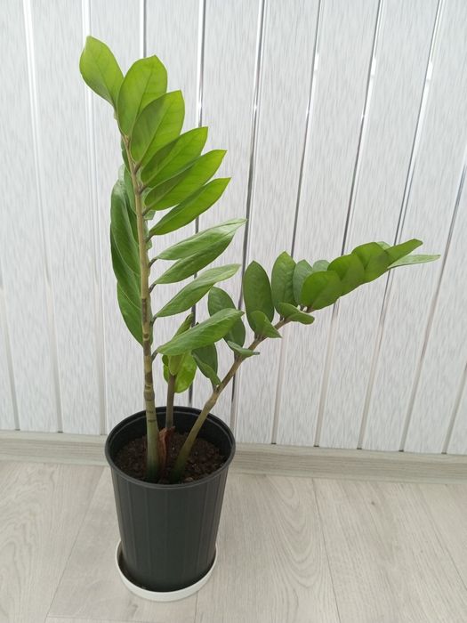 Продам долларовое дерево (замиокулькас)