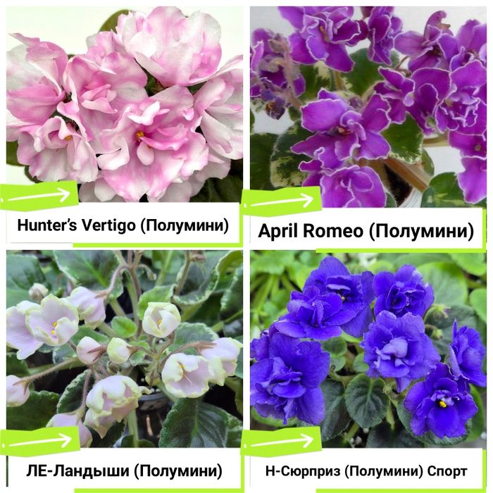 Фиалки сортовые продам