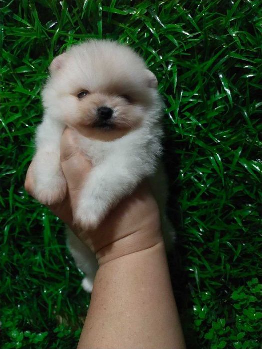 Померанский Шпиц