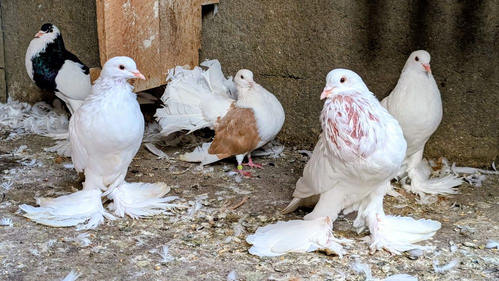 Porumbei gușați Pomerania