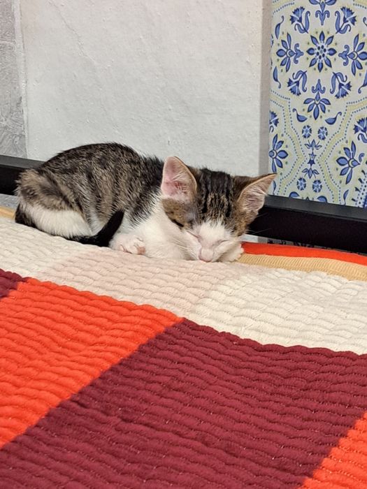 Отдам котенка в добрые ручки