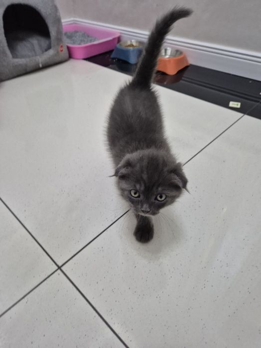 Mushuk sotiladi hamma narsasi bilan 150$