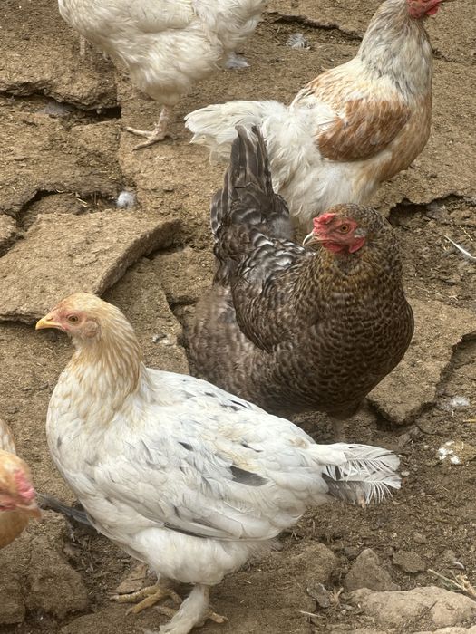 Продам домашних кур-несушек,