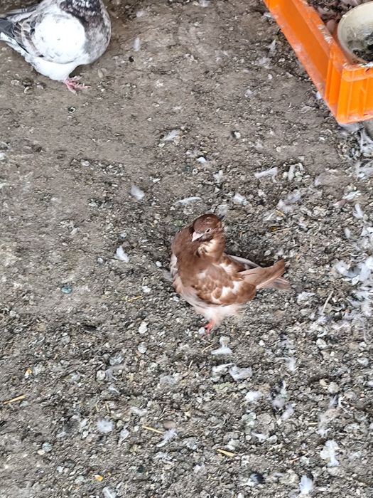 Cocosi Australorp ,porumbei și Sebright.