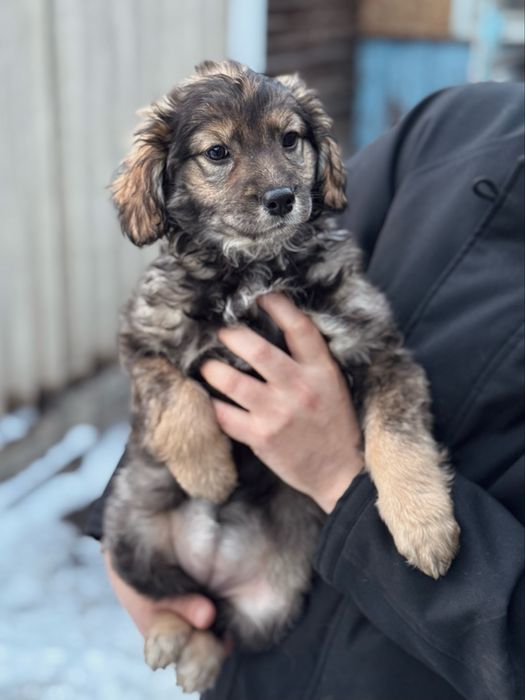 Ухоженные щенки ищут дом