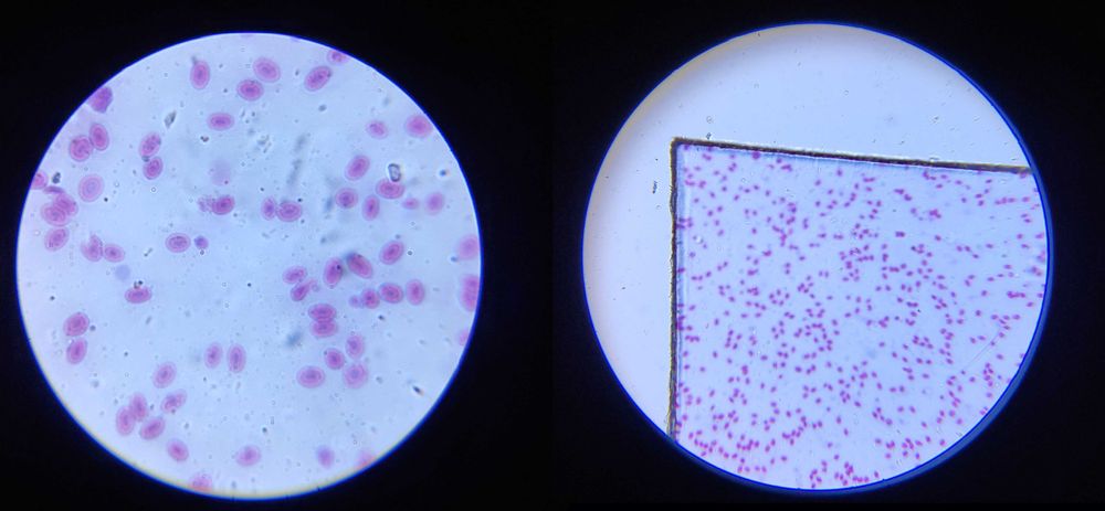 Биологический микроскоп увеличение 2000х