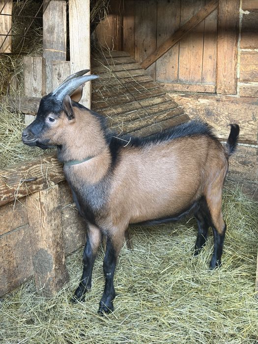 Țap Alpin Francez