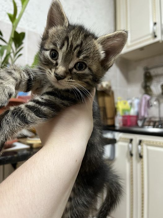 Отдам котят  в хорошие  руки