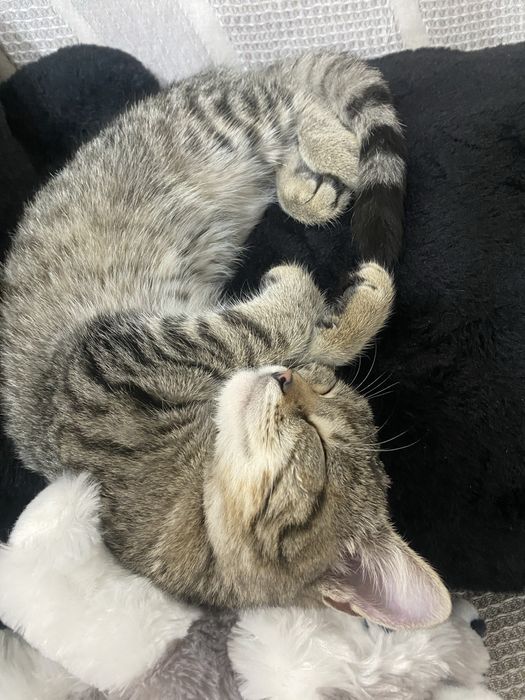 Котенок ищет дом Астана