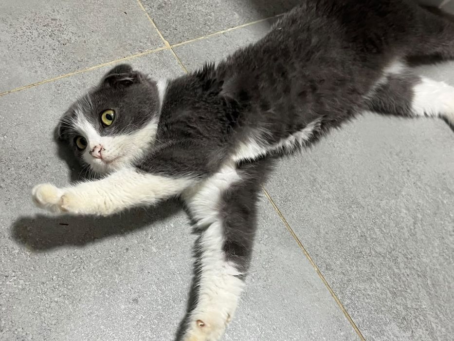Продается милый Котик