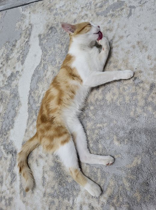 Невероятно ласковый котик