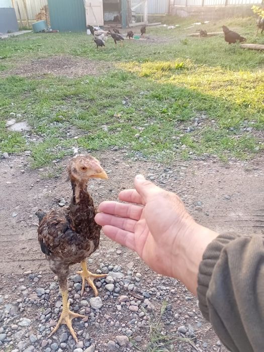 Даканы шамо карея