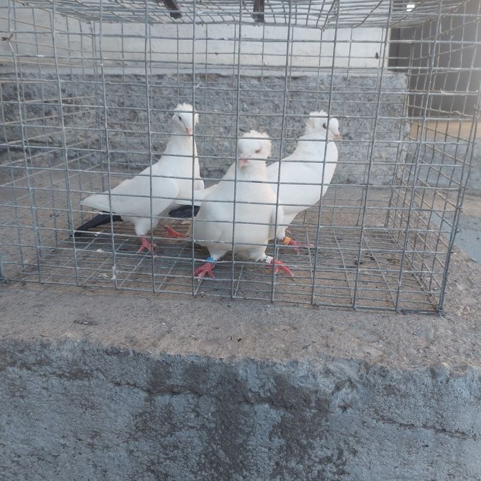 Бели чернахвость бровястые  самец