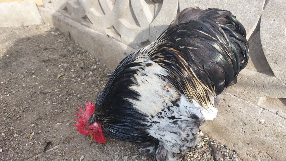 Cochinchina pitic  100 lei