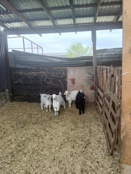 5шт козлик 2месяц