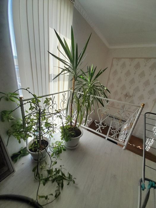 Комнатные рестения