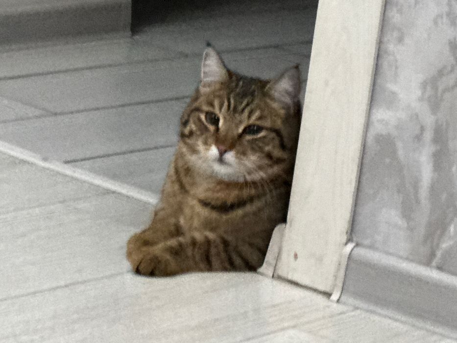 Пропал кот Район Мирный,Карбшева