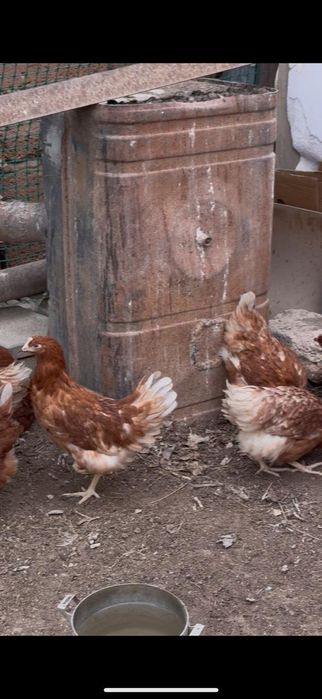 Тауықтар сатылады