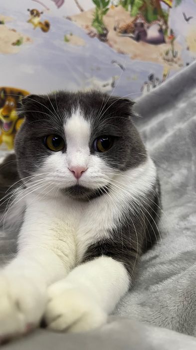 Ищем кошку для вязки!!