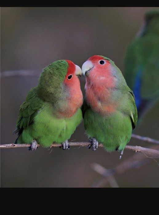 Agapornis   puiuți femele și masculi