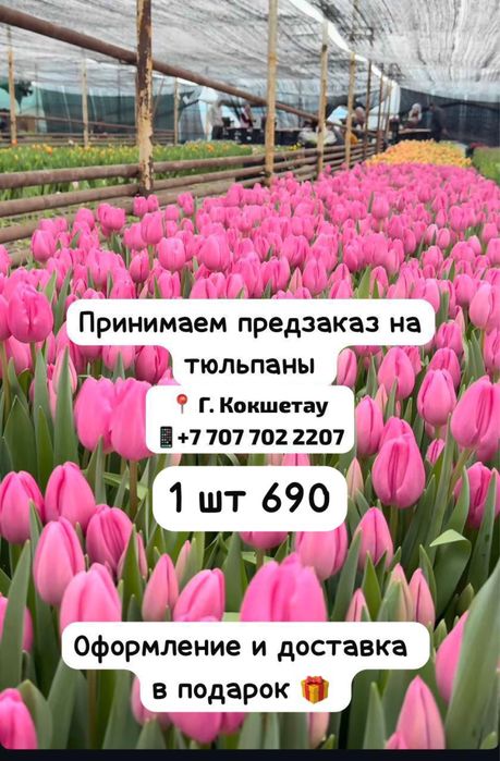 Тюльпаны 1 шт 690тг
