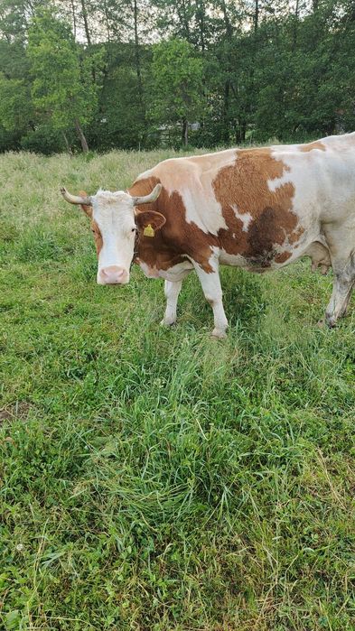 Vaca baltata românească
