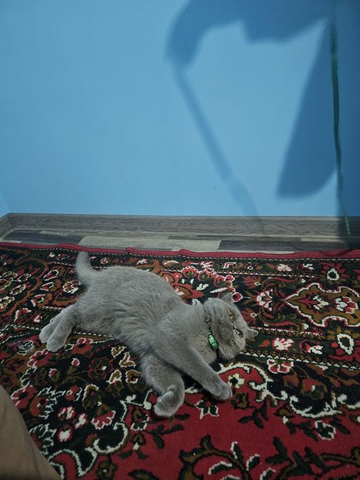 Домашний персидский кот