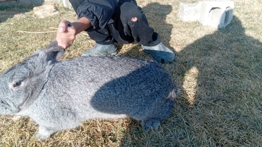 Қояндар сатылады