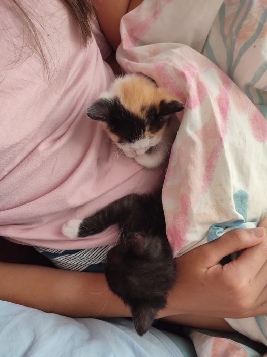 Pisicuțe pt adoptie