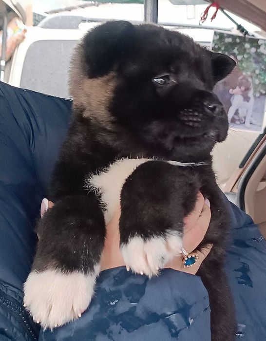 Щенки акиты. Каспий рассрочка 24 мес