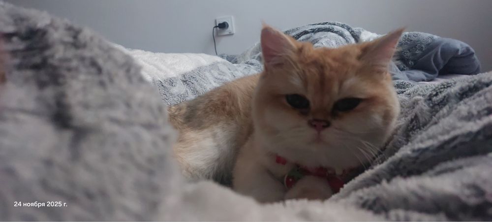Срочно продаются пара ЗОЛОТИСТЫХ ШИНШИЛ