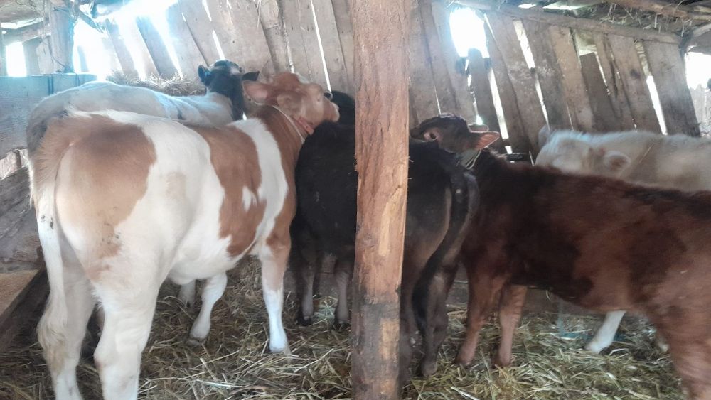 Vând 6 viței începând de la vârsta de 3 luni la 6 luni