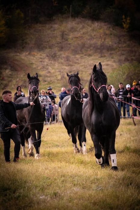 Vand sau schimb o iapa frizian si doi manji barok pinto metisi de friz