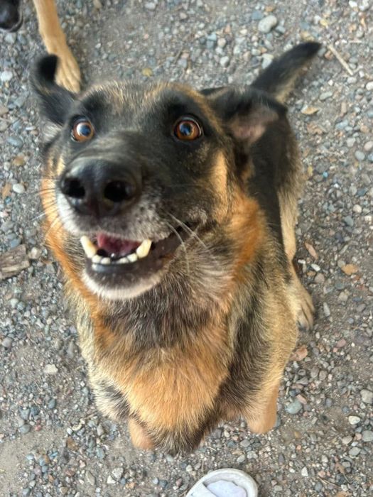 Отдам даром в хорошие руки