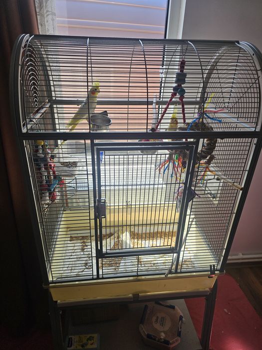 Papagali Nimfe au in jur la 4 ani