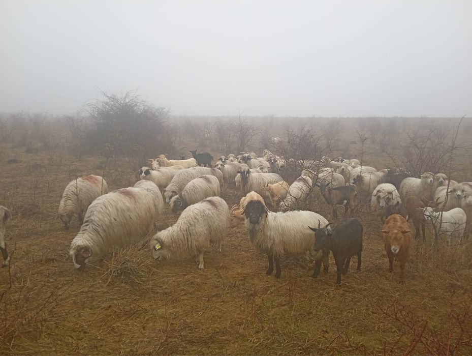 Vand oi mai multe detali in privat