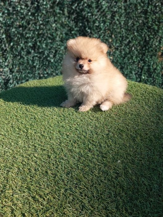 Померан померанчета